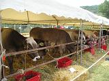 FieraBestiane (42)
